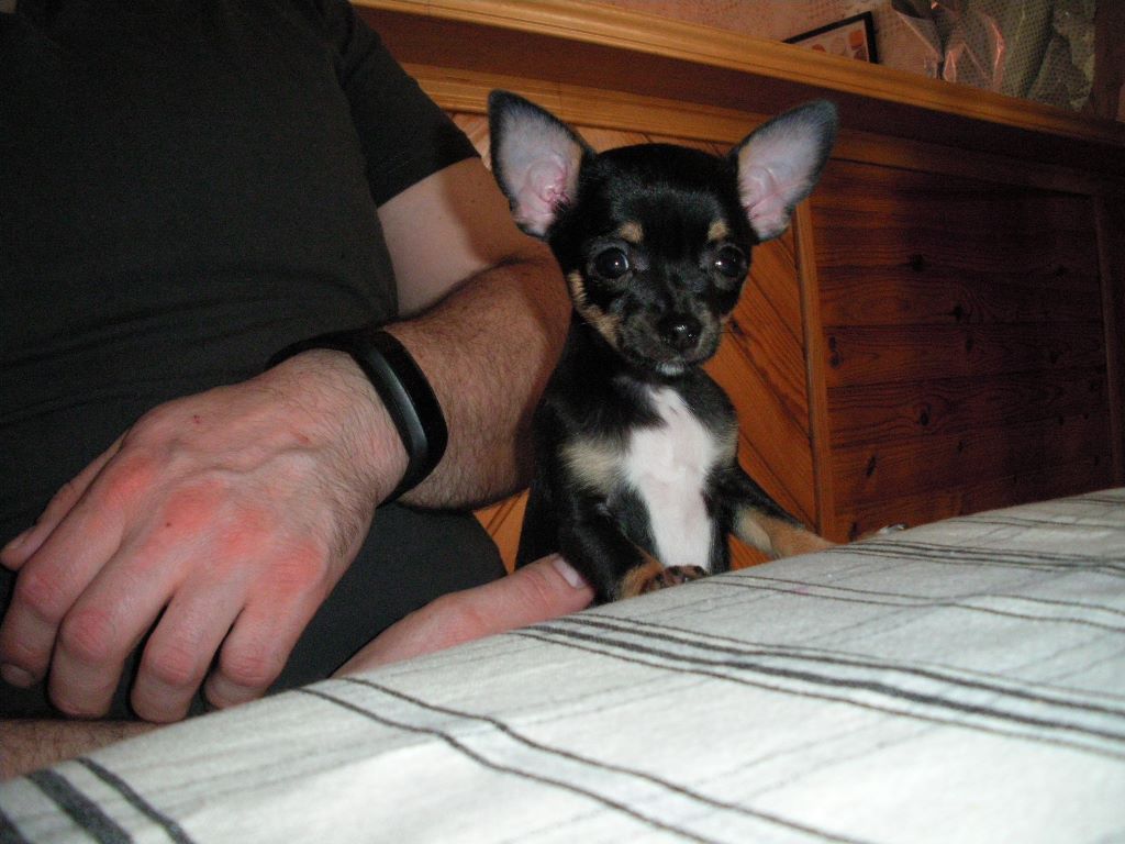 Mira Of Little Dog's Paradise
