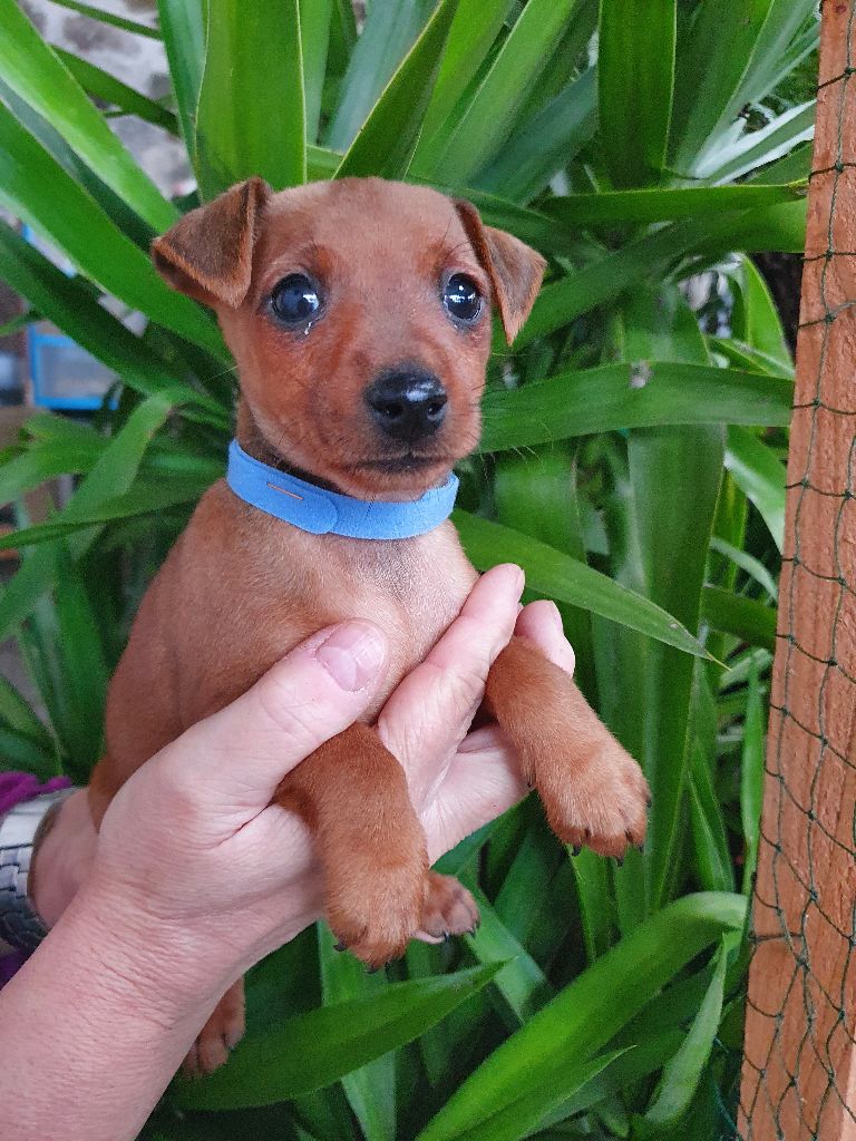 Kevin Mazars - Chiots disponibles - Pinscher nain