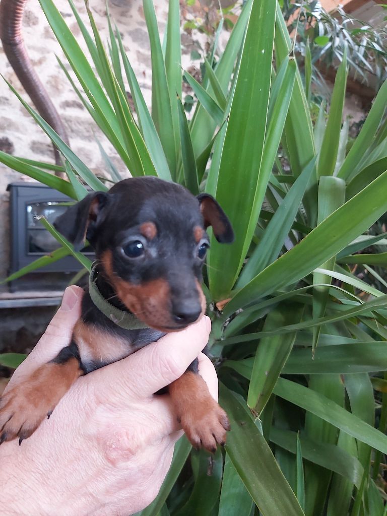 Kevin Mazars - Chiots disponibles - Pinscher nain