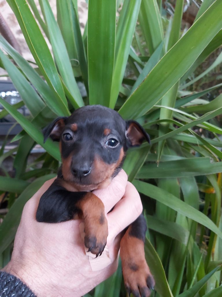 Kevin Mazars - Chiots disponibles - Pinscher nain