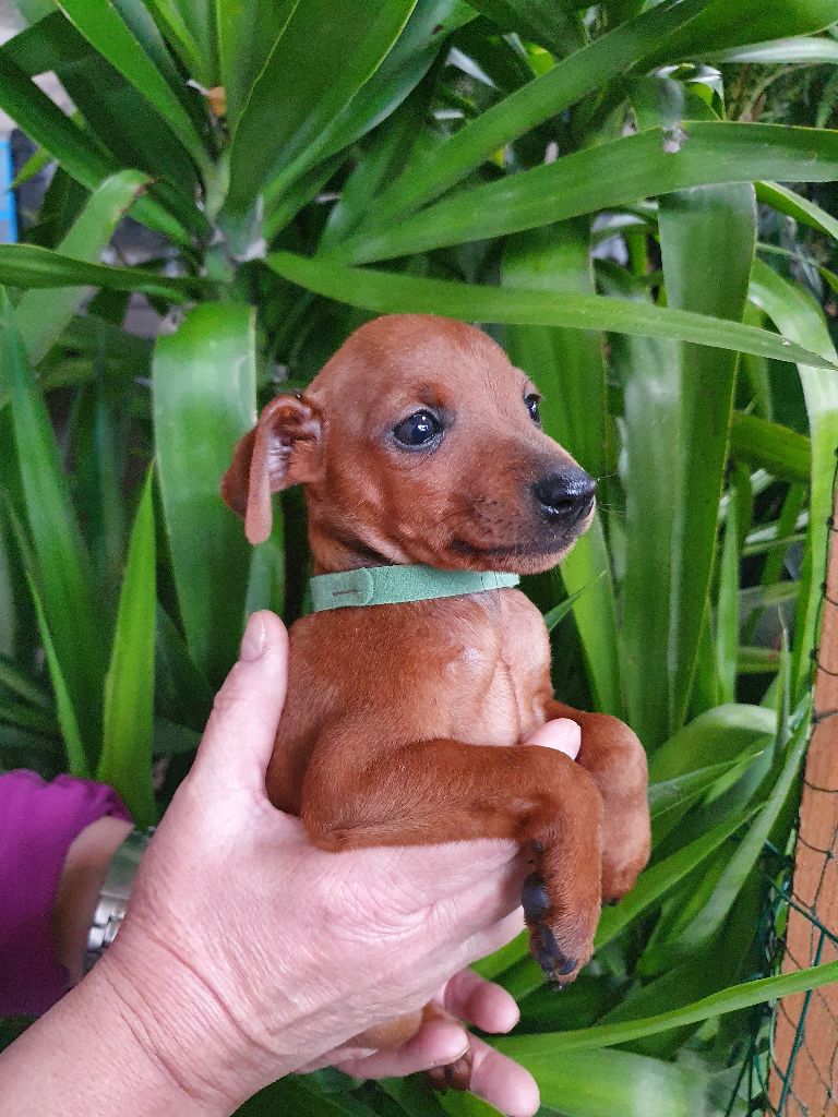 Kevin Mazars - Chiots disponibles - Pinscher nain